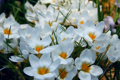 первые весенние цветы - подснежники. фото