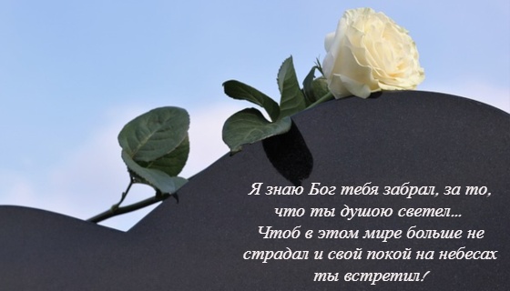 белая роза. фото