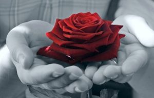 красная роза в ладонях. фото