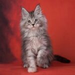 Длинношерстный котенок. фото
