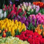 Разноцветные тюльпаны. фото